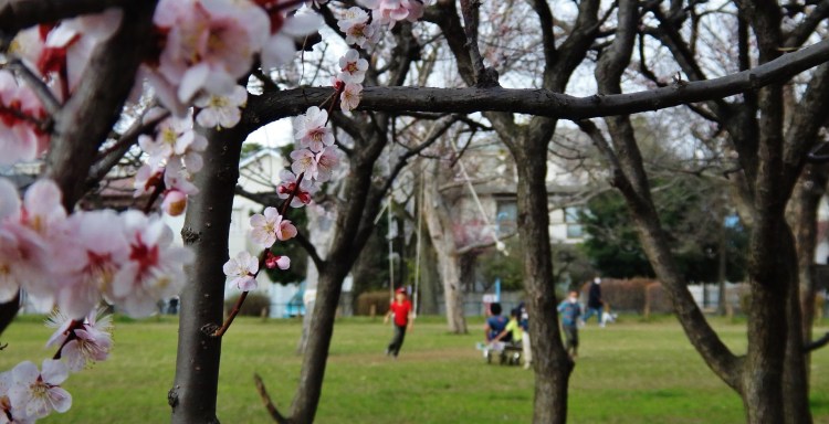 Blossom park rope swing